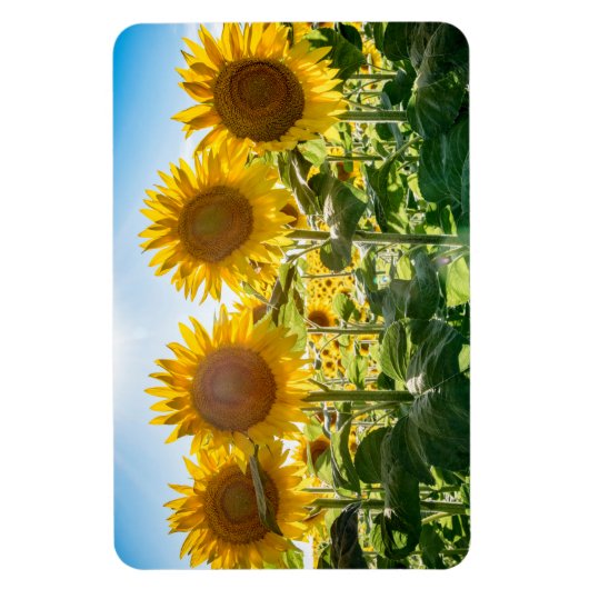 4x6 flat Magnet Magneet (Verticaal)