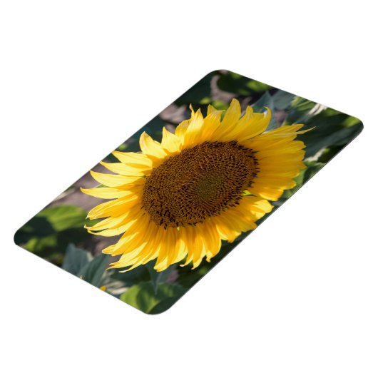 4x6 flat Magnet Magneet (Linkerzijde)