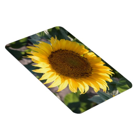 4x6 flat Magnet Magneet (Rechterzijde)