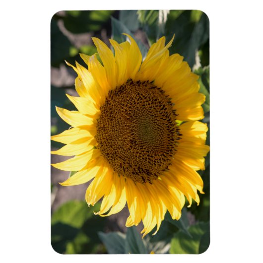 4x6 flat Magnet Magneet (Verticaal)