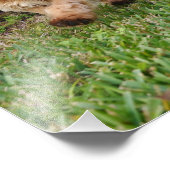 4x6 foto golden doedle puppy puppy foto afdruk (Hoek)