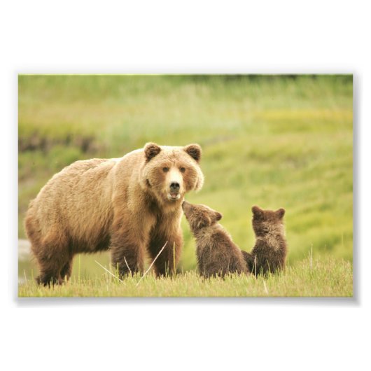 4x6 foto grizzly beer afdruk (Voorkant)