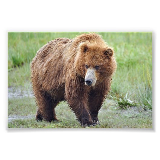 4x6 foto grizzly beer afdruk (Voorkant)