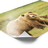 4x6 foto grizzly beer foto afdruk (Hoek)