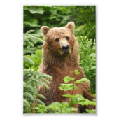 4x6 foto grizzly beer foto afdruk (Voorkant)