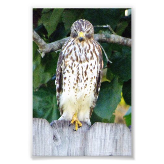 4x6 foto van de wieg afdruk (Voorkant)