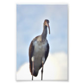 4x6 foto van kraan afdruk (Voorkant)