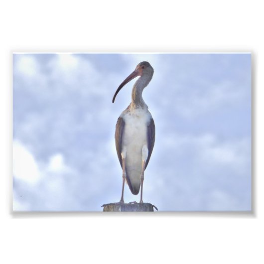 4x6 foto van kraan afdruk (Voorkant)