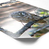 4x6 foto van uil afdruk (Hoek)