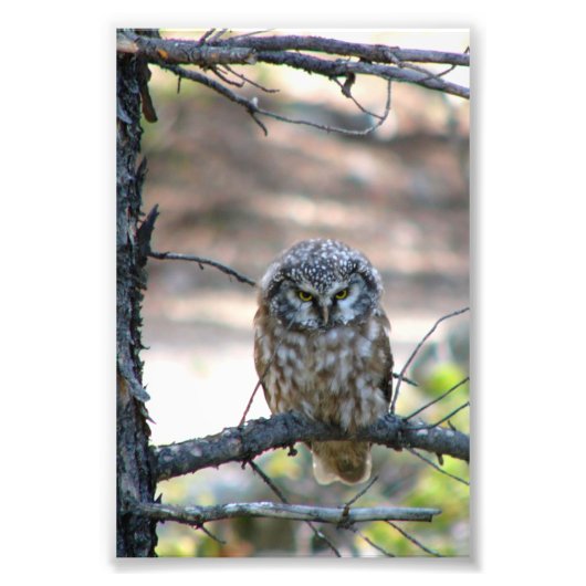 4x6 foto van uil afdruk (Voorkant)