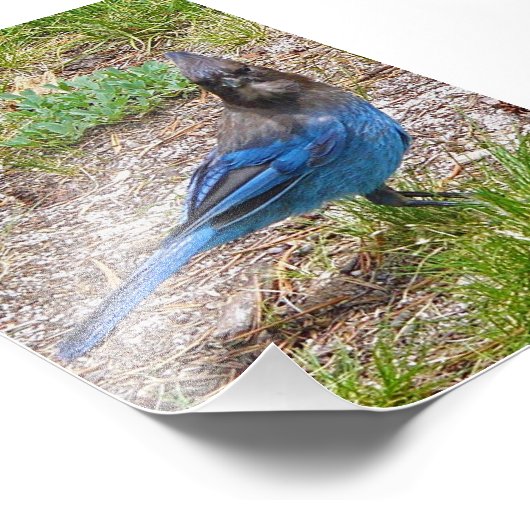 4x6 fotoblauwe jay foto afdruk (Hoek)