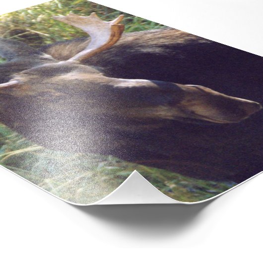 4x6-fotomodus foto afdruk (Hoek)