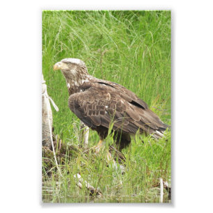 4x6 fotovalk foto afdruk