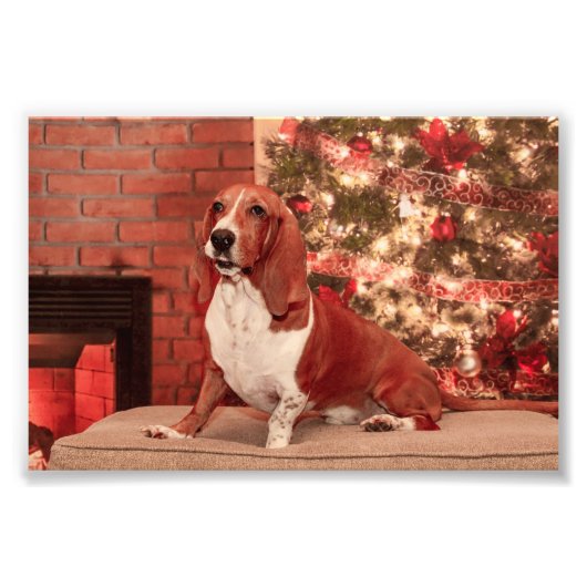 4x6 Hond bij Kerstmis Foto Afdruk (Voorkant)