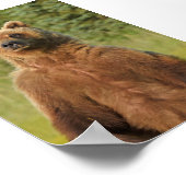 4x6 Poster papier (Matte) met grizzly beer (Hoek)