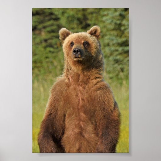 4x6 Poster papier (Matte) met grizzly beer (Voorkant)
