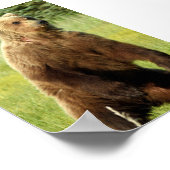 4x6 Poster papier (Matte) met grizzly beer (Hoek)
