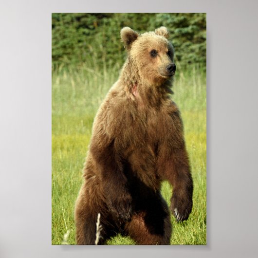 4x6 Poster papier (Matte) met grizzly beer (Voorkant)