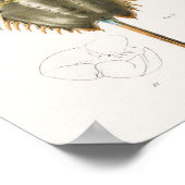 50 51 Atlantische krab (Polyphemus occiden) Poster (Hoek)