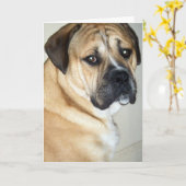 50E MAAR NOG STEEDS DE HOND. KAART (Gele Bloem)