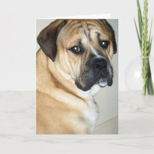 50E MAAR NOG STEEDS DE HOND. KAART