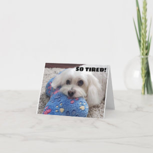 *50ste VERJAARDAG* HA HA HA HA (FUNNY DOG HUMOR) Kaart