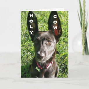 50ste VERJAARDAG HUMOR VAN BIG EARED PUP Kaart