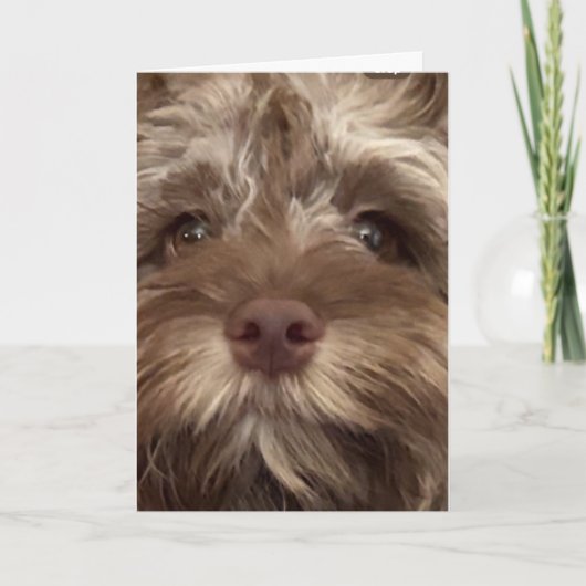 *50ste VERJAARDAG HUMOR VAN COCKAPOO Kaart (Voorkant)