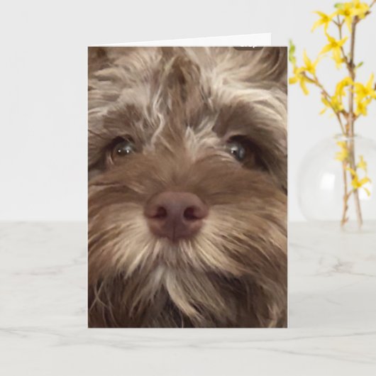 *50ste VERJAARDAG HUMOR VAN COCKAPOO Kaart (Gele Bloem)