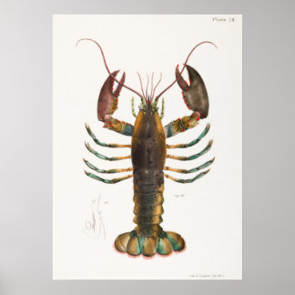 52 53 Amerikaanse kreeft (Homarus americanus) van Poster