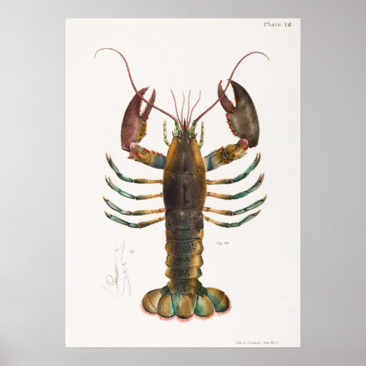 52 53 Amerikaanse kreeft (Homarus americanus) van Poster (Voorkant)