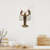 52 53 Amerikaanse kreeft (Homarus americanus) van Poster (Keuken)