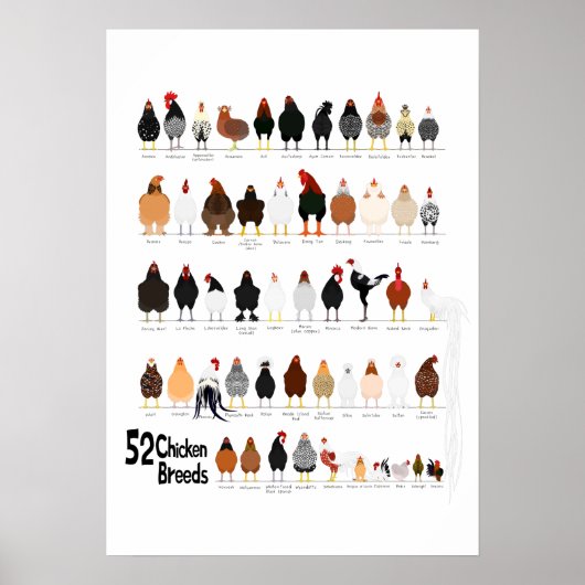 52 kippenrassen poster (Voorkant)