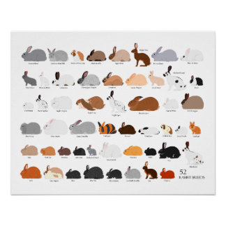 52 rabbit breeds chart perfect poster
