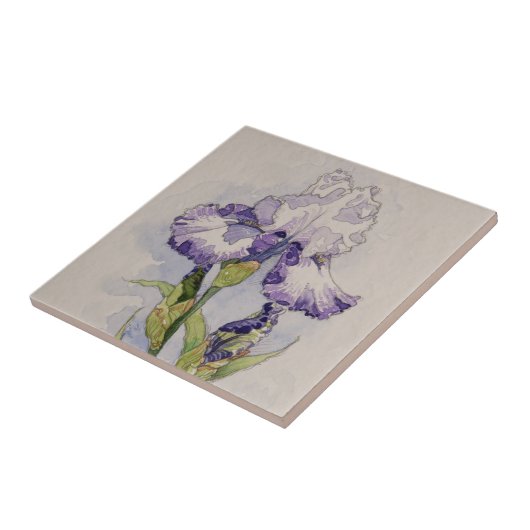 5327 Paarse en witte iris Tegeltje (Zijkant)