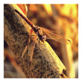 534424932Elegant Red Darter Dragonfly Insect Art Foto Afdruk (Voorkant)