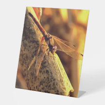 534424932Elegant Red Darter Dragonfly Insect Art