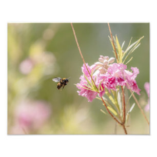 5370-Bee Vliegen Naar Bloem Foto Afdruk