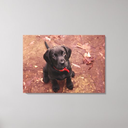 56 weken oud zwart lab canvas afdruk (Voorkant)