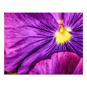 5884-Paarse Pansy Foto Afdruk