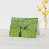 5 6 2009 044, Bobolink op Één Voet Kaart (Gele Bloem)