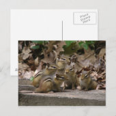 5 Baby Chipmunks Briefkaart (Voorkant / Achterkant)