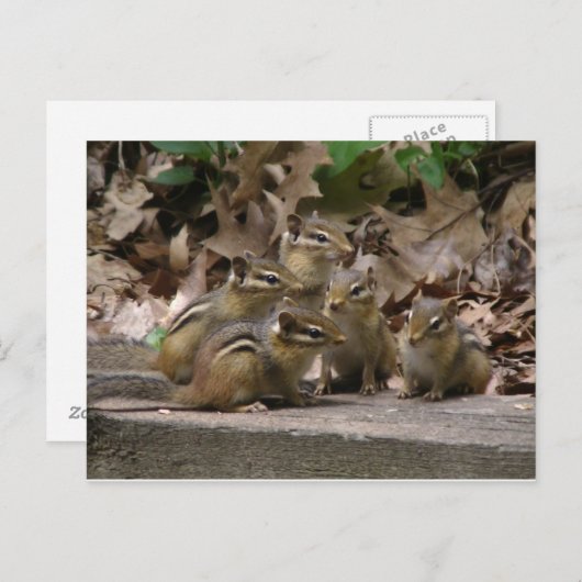 5 Baby Chipmunks Briefkaart (Voorkant / Achterkant)