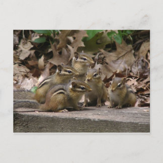 5 Baby Chipmunks Briefkaart