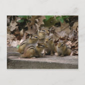 5 Baby Chipmunks Briefkaart (Voorkant)