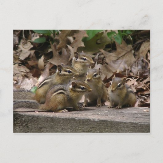 5 Baby Chipmunks Briefkaart (Voorkant)
