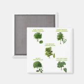 5 Bomen Magneet (Voorkant / Achterkant)