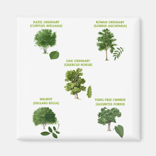 5 Bomen Magneet (Voorkant)