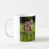 5 Burrowing Owls Athene Cunicularia Koffiemok (Links)