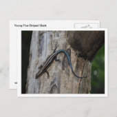 5 gestreepte roze briefkaart (Voorkant / Achterkant)